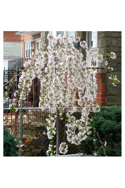 Плакуча вишня у японському стилі саду